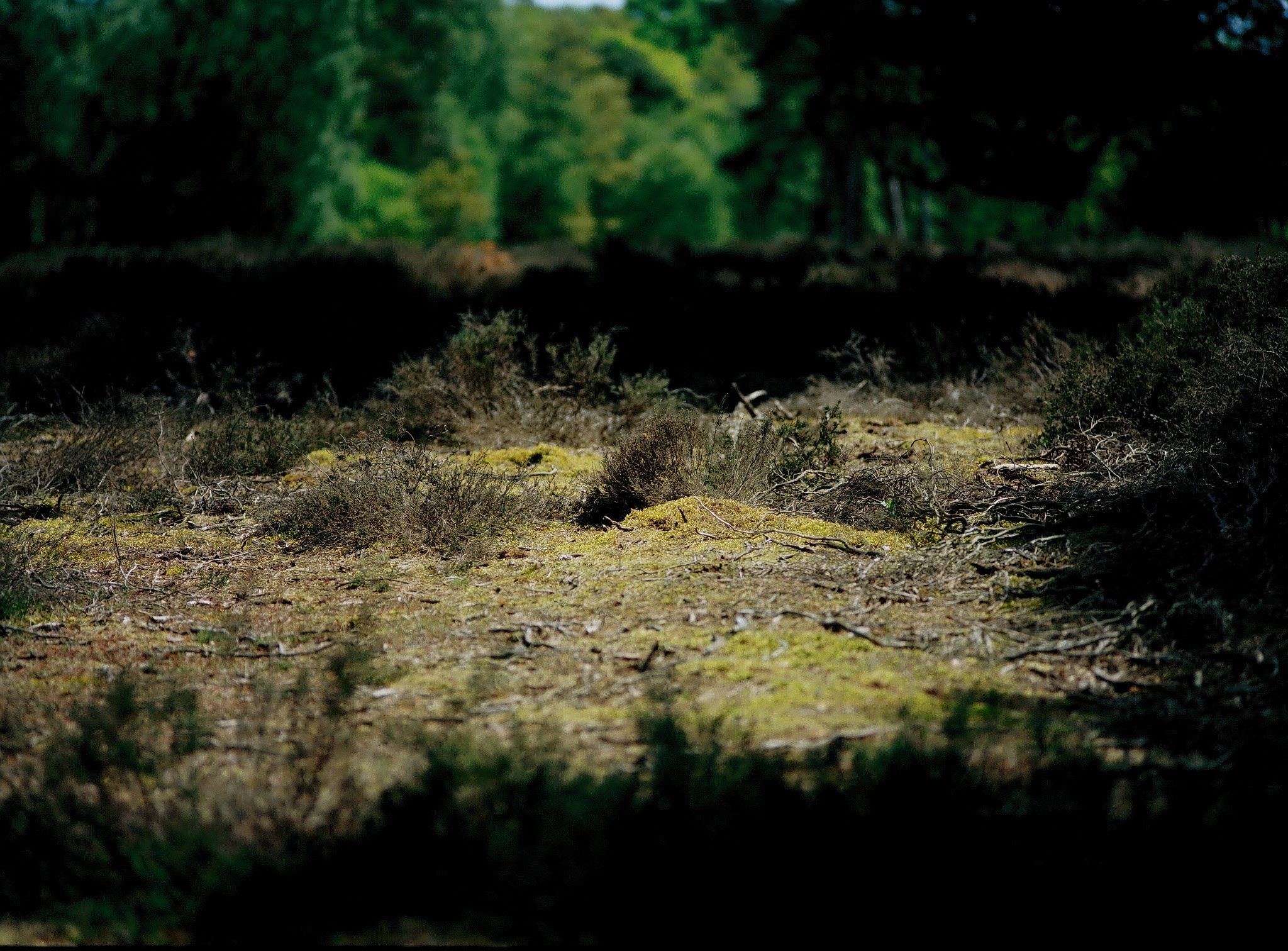 Poly Chrome 100D Colour Slide (35mm)